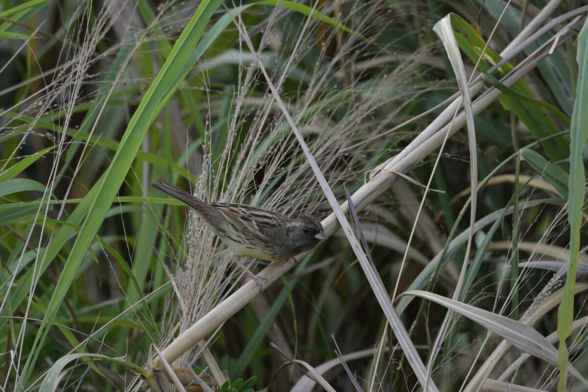 シベリアアオジ
シベリアアオジ♂
シベリアアオジ雄
住吉コンポスト
西表島
