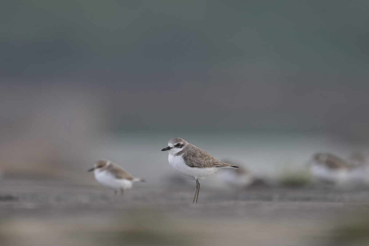 オオメダイチドリ
西表島
鳩間島
船浦港
