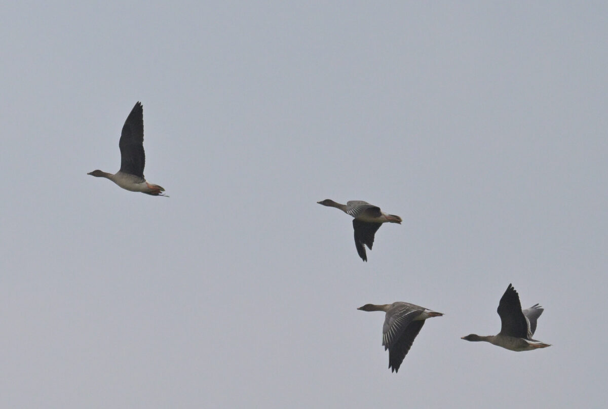 ヒシクイ
ヒシクイ4羽
西表島
オオホラダ