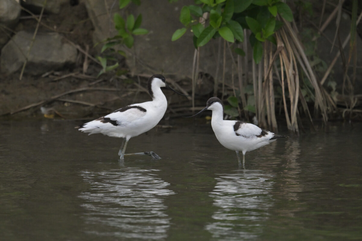 ソリハシセイタカシギ
ソリハシセイタカシギのペア
西表島
オオホラダ