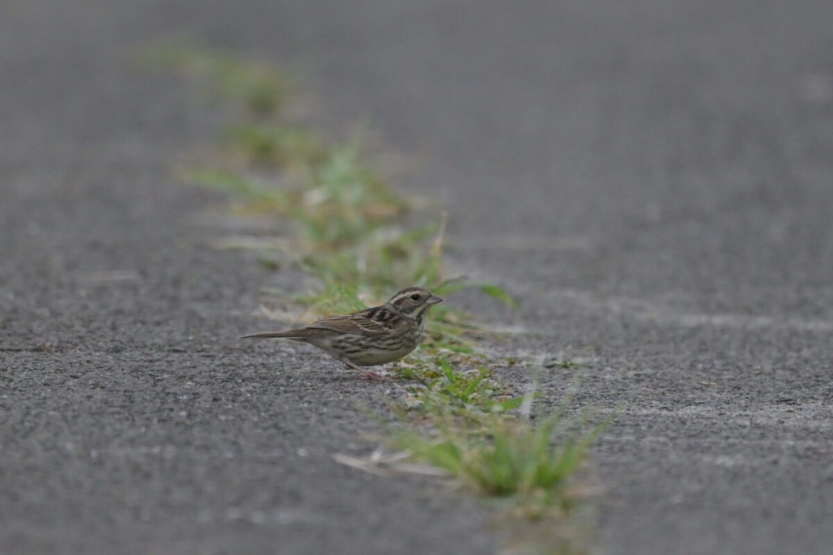 シベリアアオジ♀
シベリアアオジ
シベリアアオジ雌
西表島
住吉コンポスト