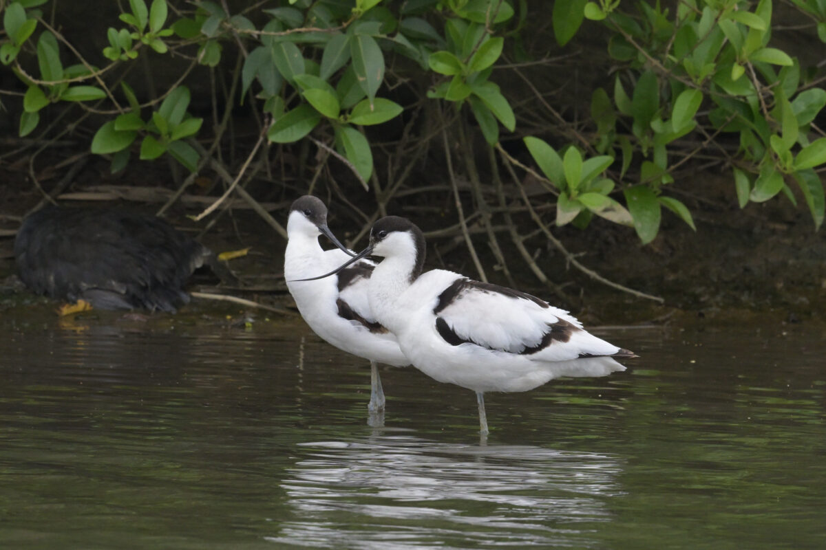 ソリハシセイタカシギ
ソリハシセイタカシギのペア
西表島
オオホラダ