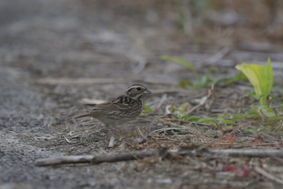 シベリアアオジ♀
シベリアアオジ
シベリアアオジ雌
西表島
住吉コンポスト
