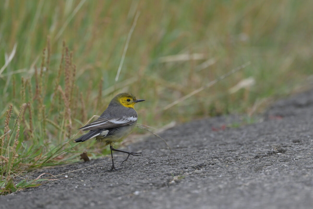 キガシラセキレイ
キガシラセキレイ夏羽
西表島
住吉コンポスト