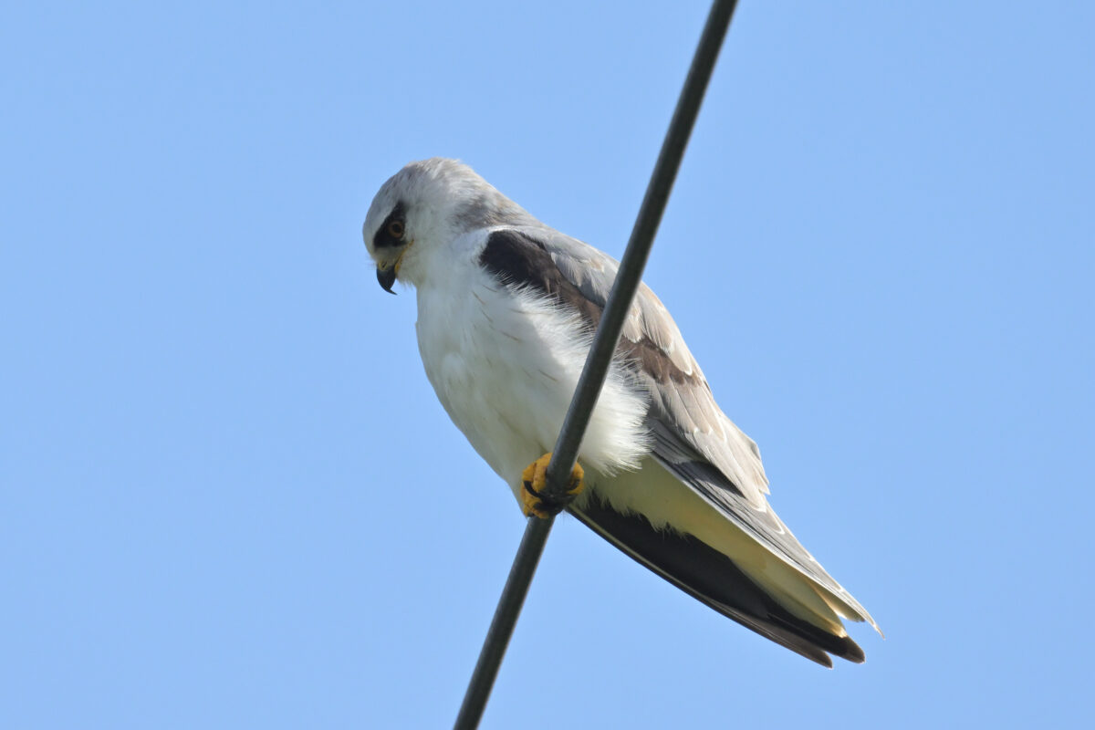 カタグロトビ
カタグロトビ幼鳥
西表島
フカンタ