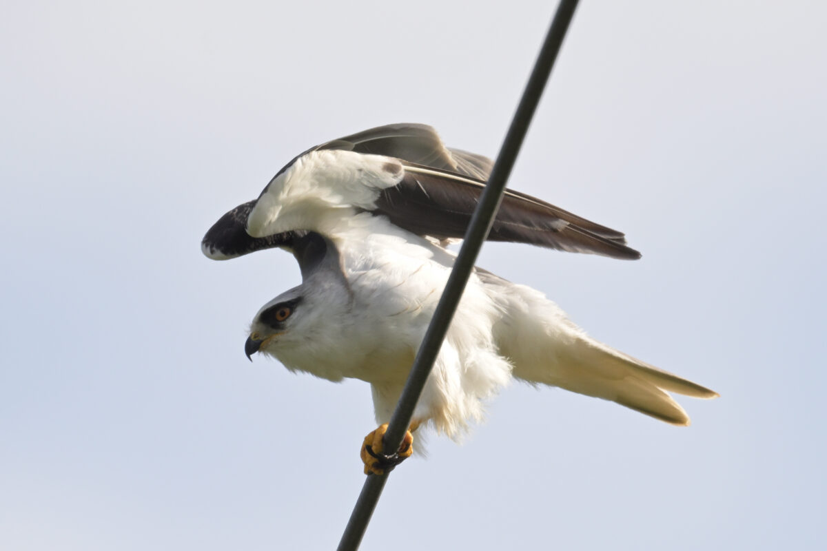 カタグロトビ
カタグロトビ幼鳥
西表島
フカンタ