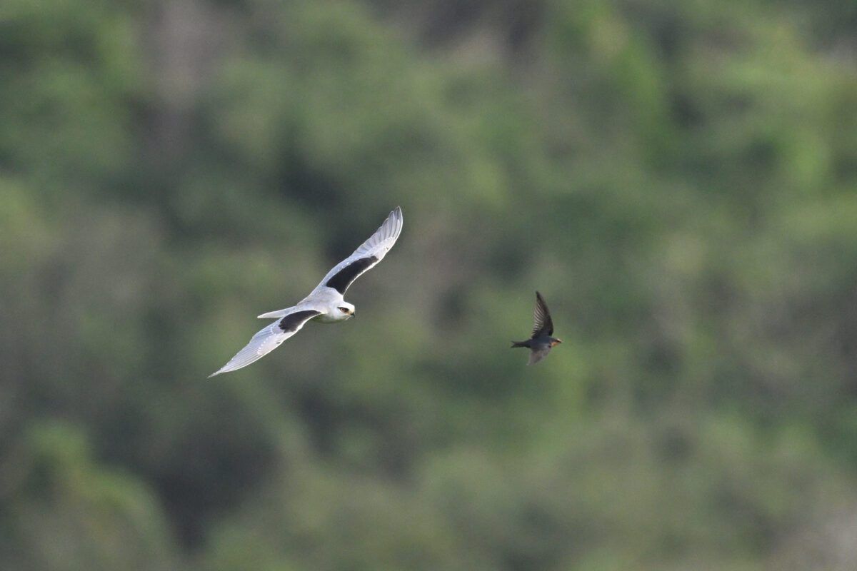カタグロトビ
カタグロトビ幼鳥
ツバメ
西表島
フカンタ