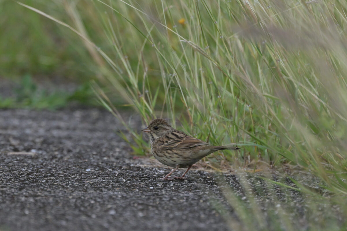 シベリアアオジ
シベリアアオジ♂若鳥
シベリアアオジ雄若鳥
西表島
住吉コンポスト