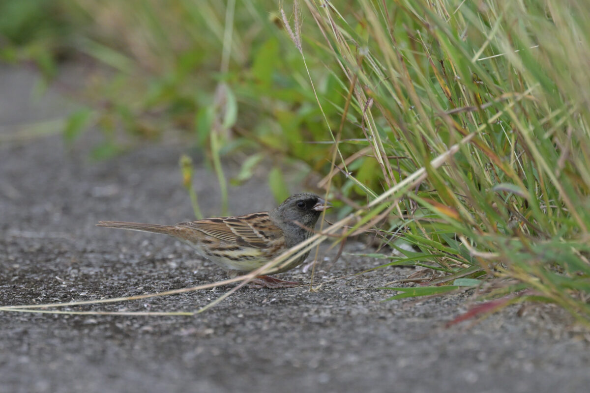 シベリアアオジ
シベリアアオジ♂
シベリアアオジ雄
西表島
住吉コンポスト