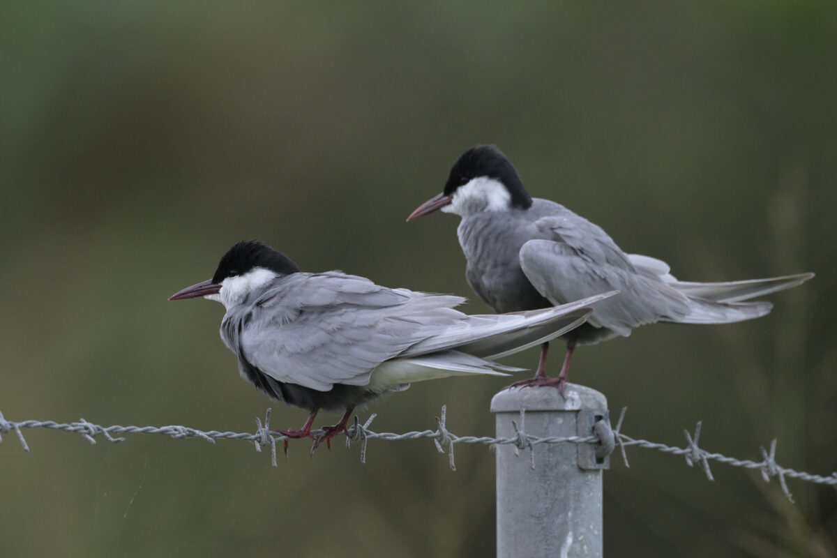 クロハラアジサシ
クロハラアジサシ夏羽
西表島
住吉コンポスト