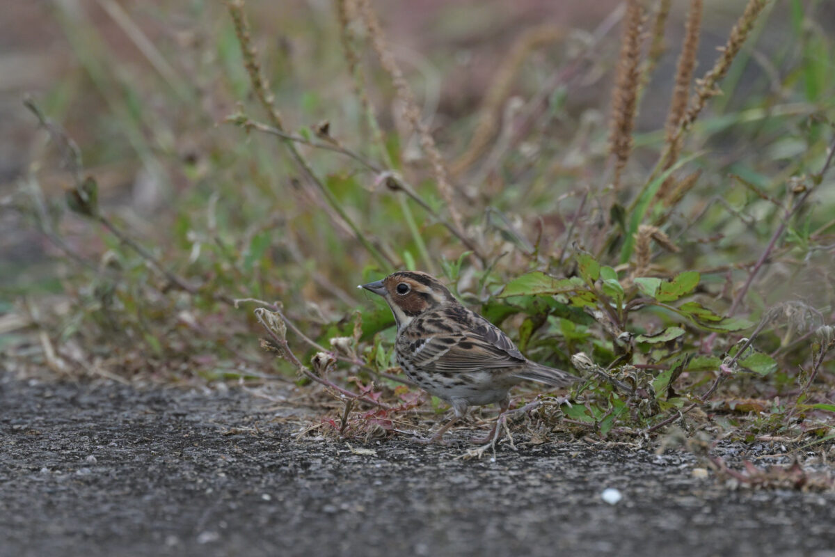 コホオアカ
西表島
住吉コンポスト