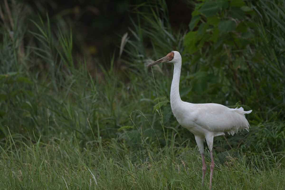 ソデグロヅル
西表島
ミダラの田んぼ