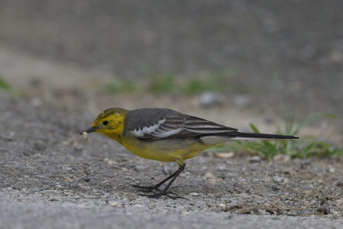 キガシラセキレイ
キガシラセキレイ夏羽
西表島
住吉コンポスト