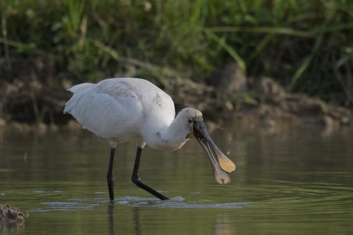 ヘラサギ
西表島
ミダラの田んぼ