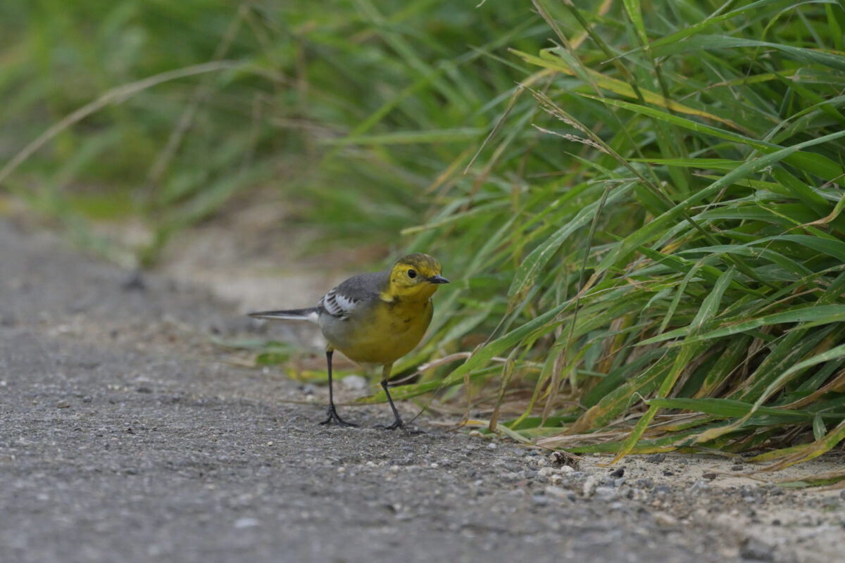 キガシラセキレイ
キガシラセキレイ夏羽
西表島
住吉コンポスト