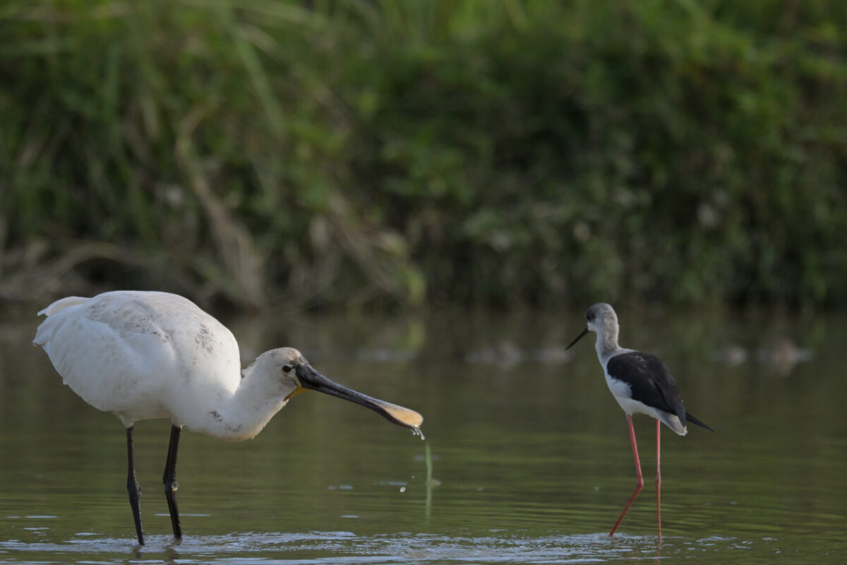 ヘラサギ
セイタカシギ
西表島
ミダラの田んぼ