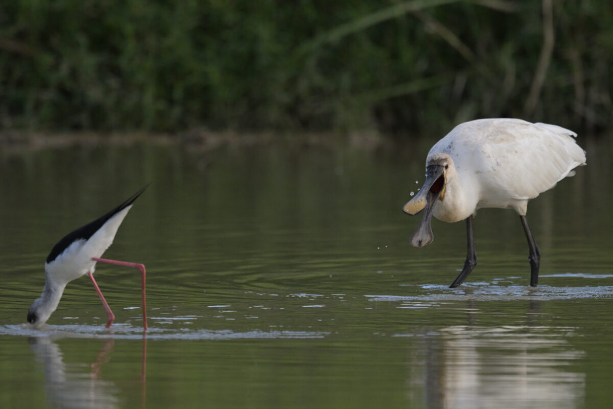 ヘラサギ
セイタカシギ
西表島
ミダラの田んぼ