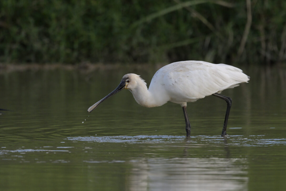 ヘラサギ
西表島
ミダラの田んぼ