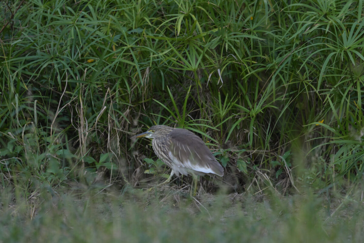 アカガシラサギ
アカガシラサギ冬羽
西表島
ミダラの田んぼ
