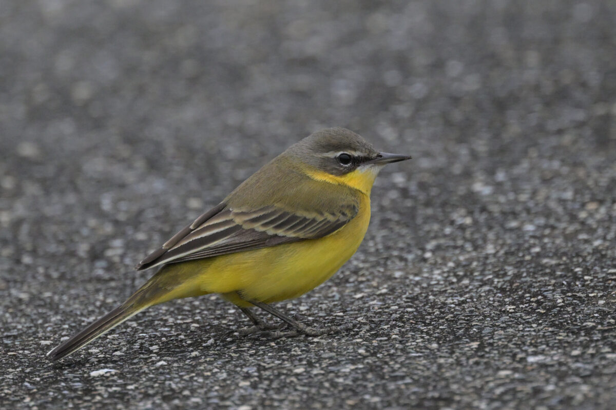 マミジロツメナガセキレイ
マミジロツメナガセキレイ♀
マミジロツメナガセキレイ雌
マミジロツメナガセキレイ♀夏羽
マミジロツメナガセキレイ雌夏羽

西表島
住吉コンポスト