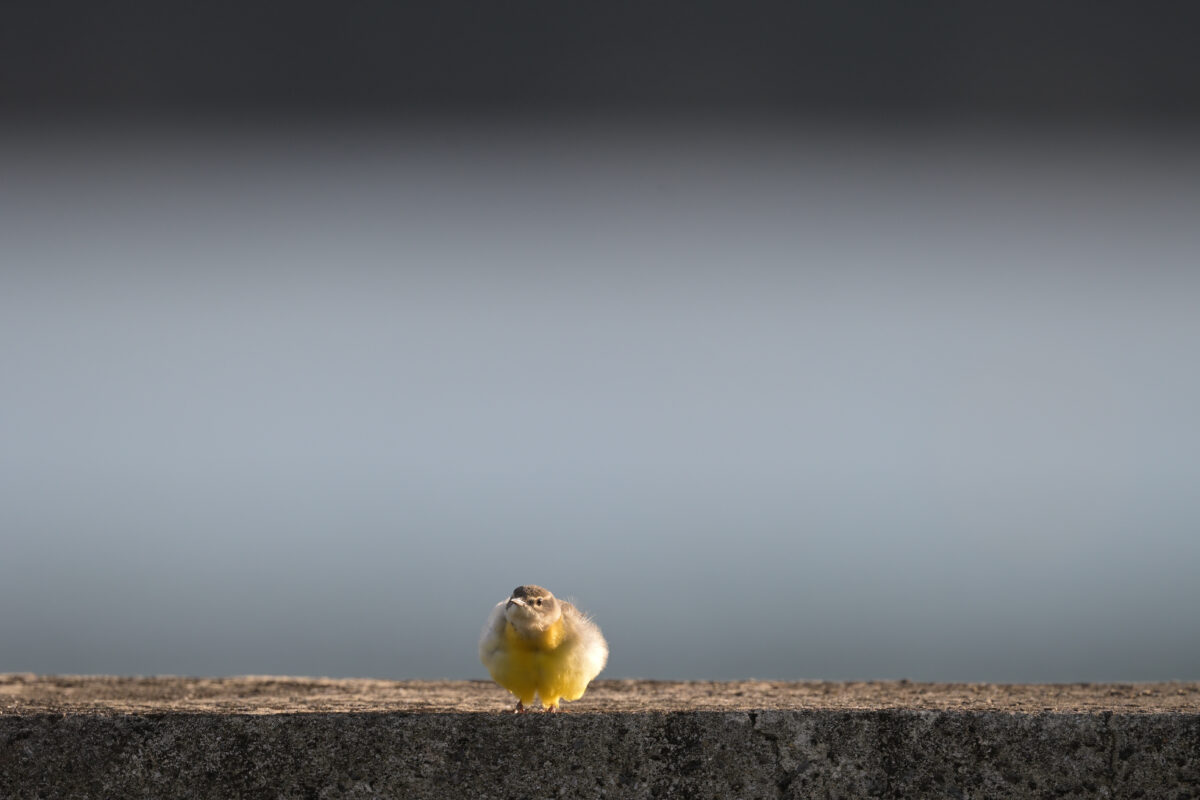 キセキレイ
西表島
白浜