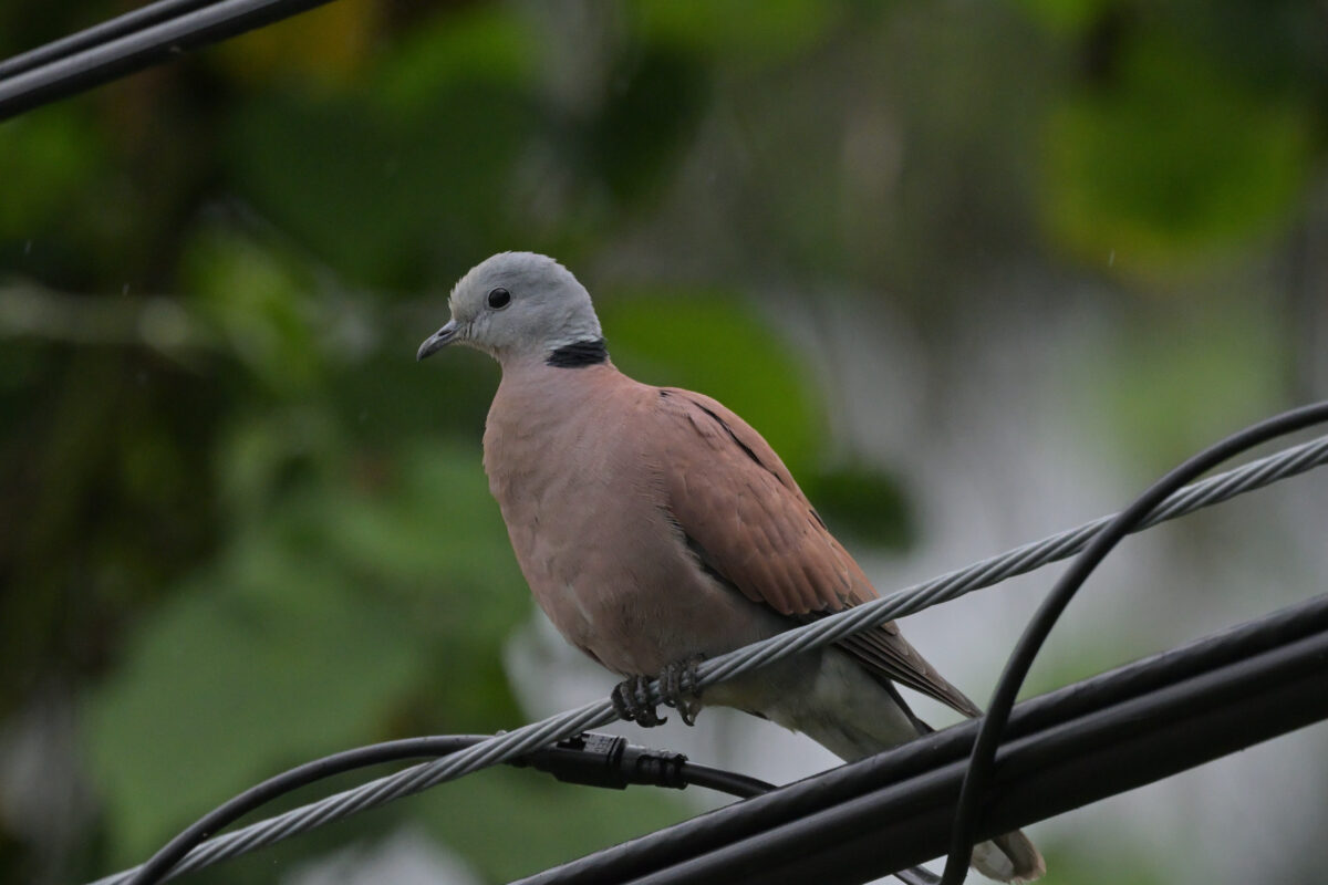 ベニバト♂
ベニバト雄
西表島
大浜農園