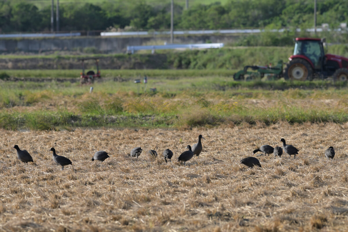 オオバン
オオバンの群れ
西表島
美原の田んぼ