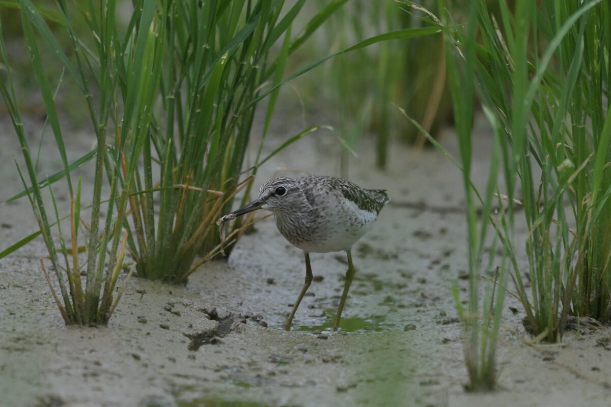 コアオアシシギ
西表島
ミダラの田んぼ