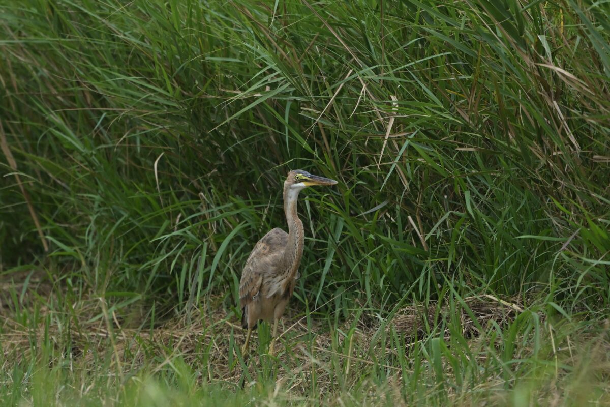 ムラサキサギ幼鳥
ムラサキサギ
西表島
ミダラの田んぼ