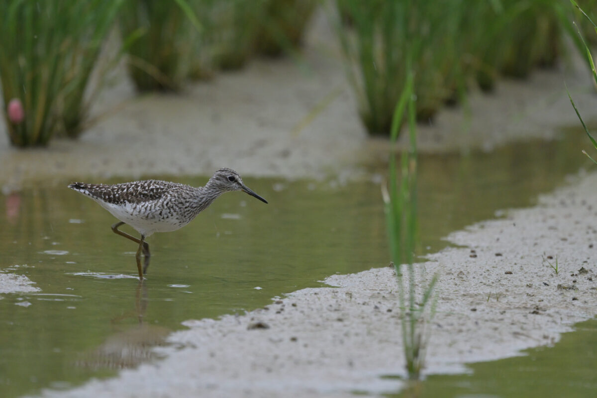 コアオアシシギ
西表島
ミダラの田んぼ