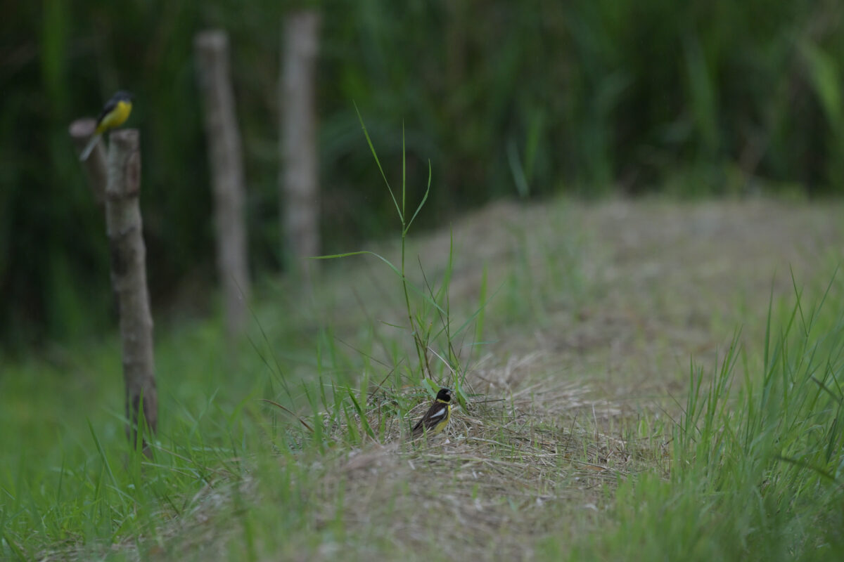 シマアオジ
シマアオジ♂
シマアオジ雄
西表島
ミダラの田んぼ