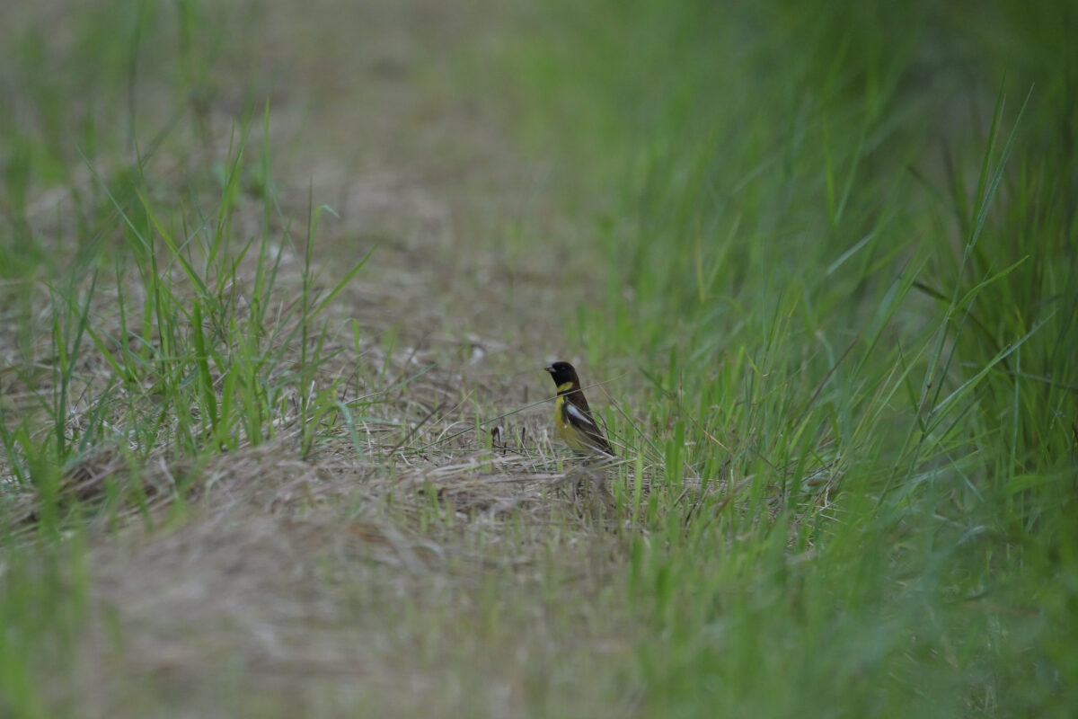 シマアオジ
シマアオジ♂
シマアオジ雄
西表島
ミダラの田んぼ