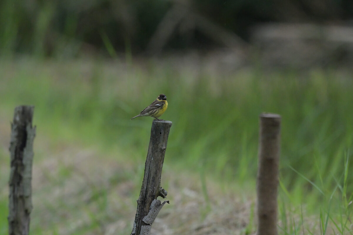 シマアオジ
シマアオジ♂
シマアオジ雄
西表島
ミダラの田んぼ