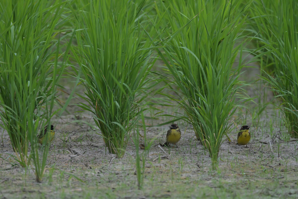 シマアオジ
シマアオジ♂
シマアオジ雄
西表島
ミダラの田んぼ