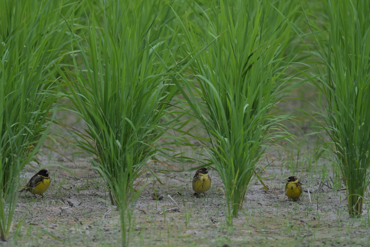 シマアオジ
シマアオジ♂
シマアオジ雄
西表島
ミダラの田んぼ