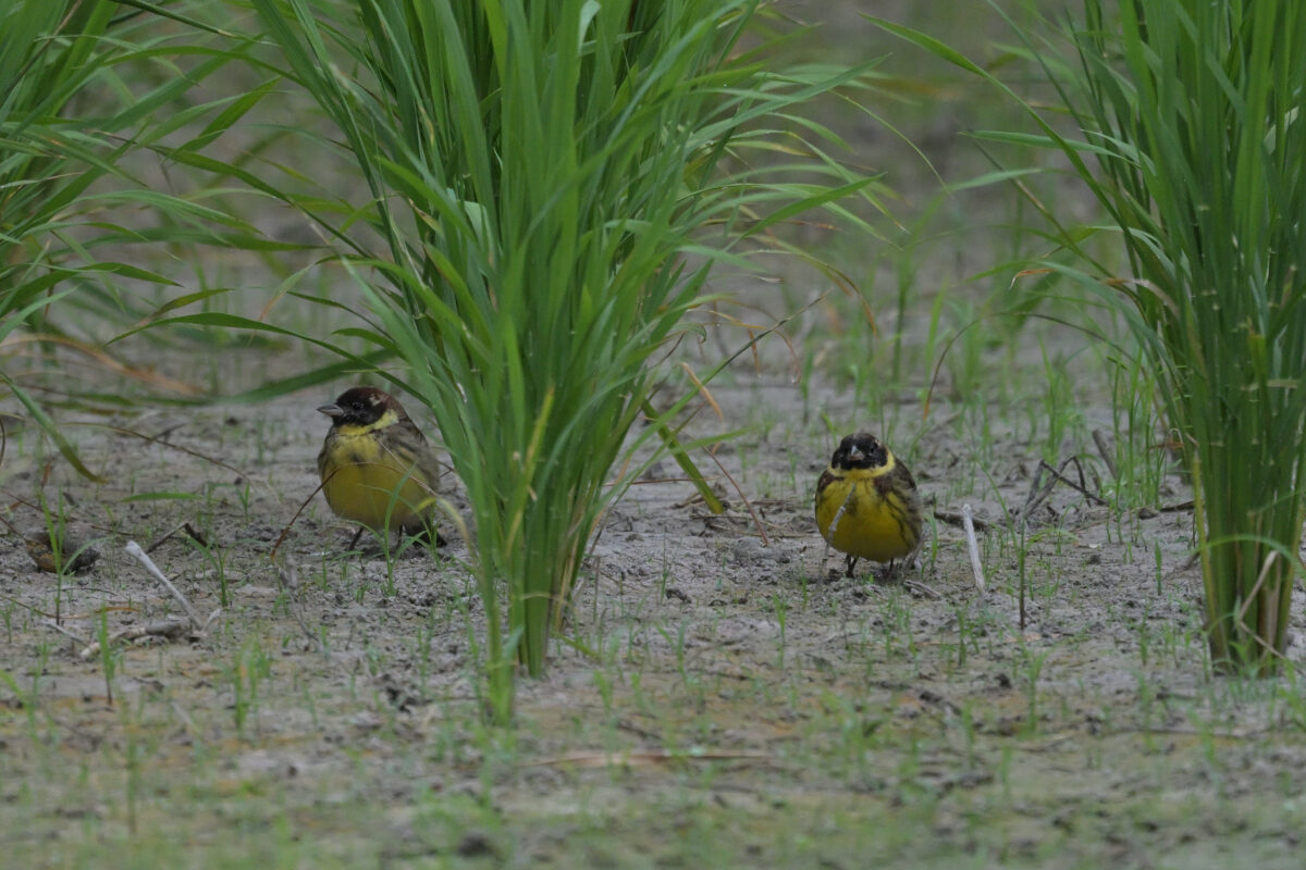 シマアオジ
シマアオジ♂
シマアオジ雄
西表島
ミダラの田んぼ