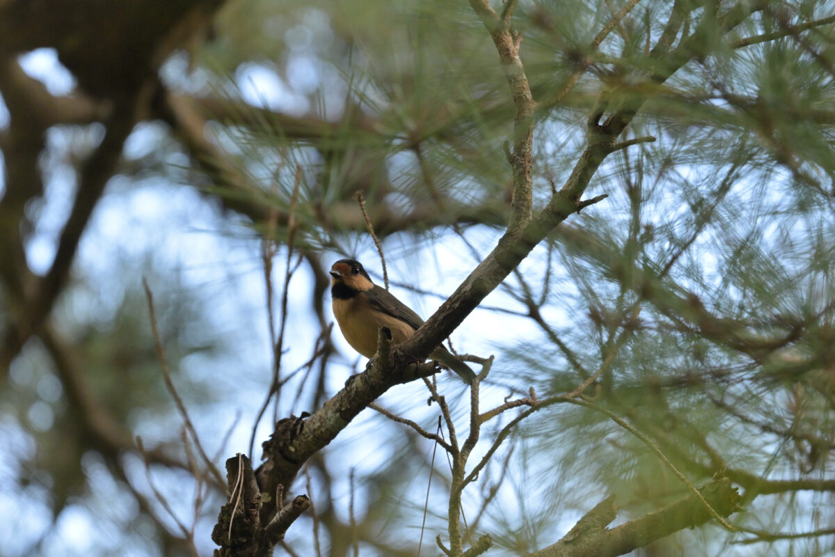 オリイヤマガラ
西表島
祖納岳