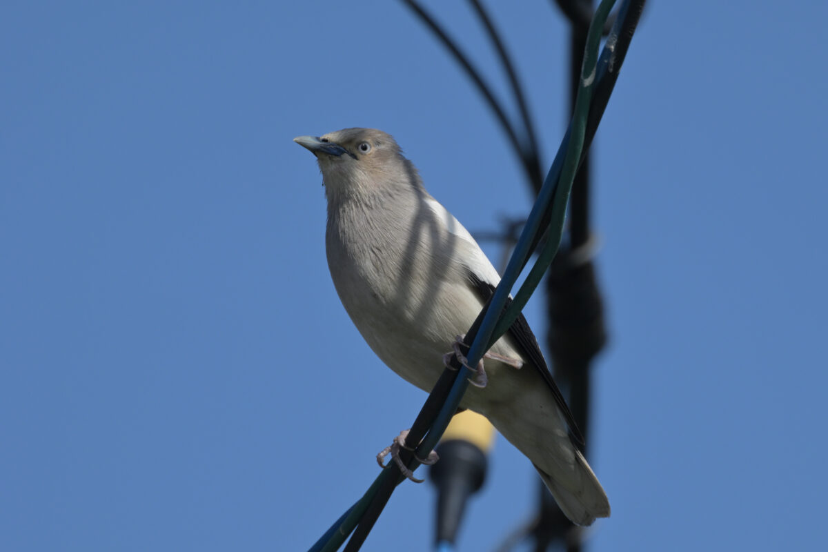 カラムクドリ
西表島
住吉コンポスト
