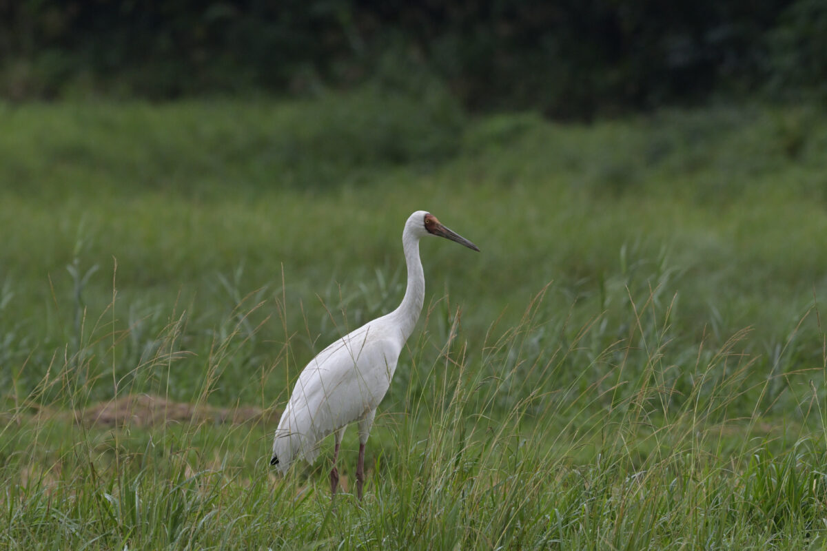 ソデグロヅル
西表島
ミダラの田んぼ
