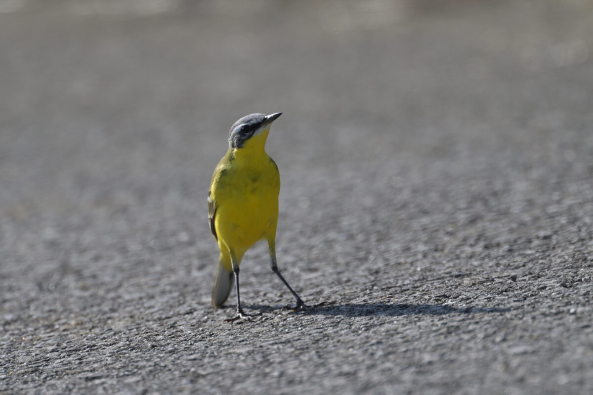 マミジロツメナガセキレイ♀
西表島
住吉コンポスト
