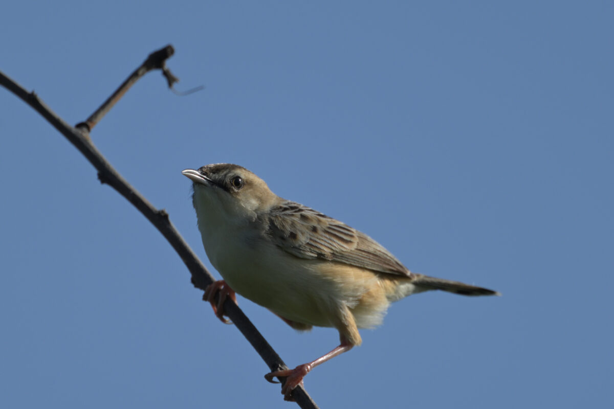 セッカ
西表島
住吉コンポスト