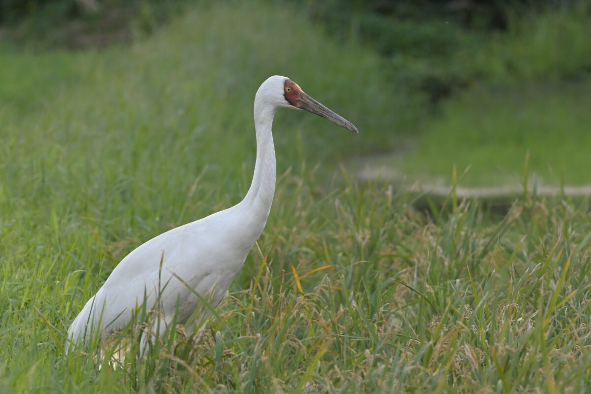 ソデグロヅル
西表島
ミダラの田んぼ