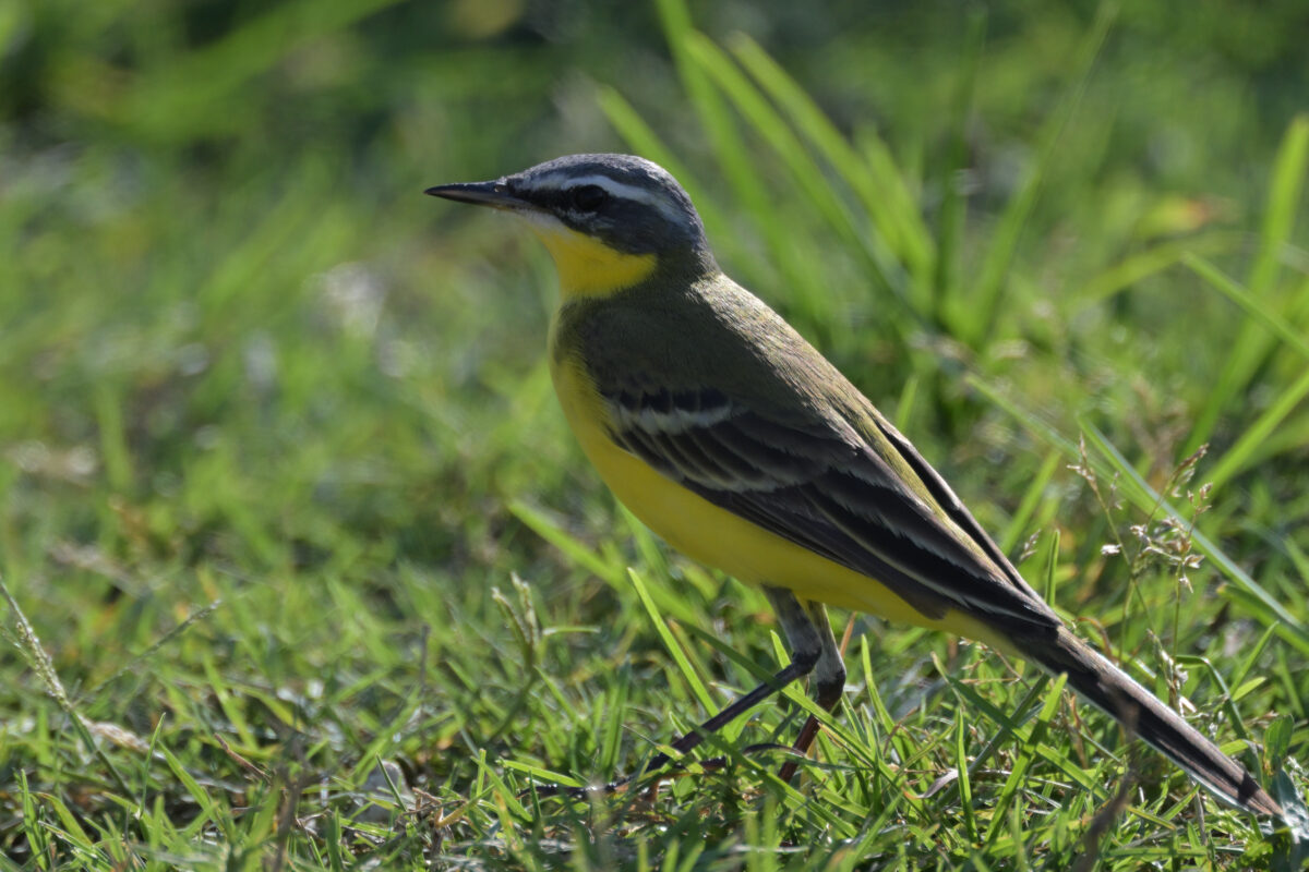 マミジロツメナガセキレイ♀
西表島
住吉コンポスト