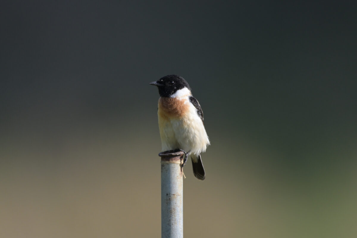 ノビタキ
ノビタキ♂夏羽
ノビタキ雄夏羽
西表島
ミダラの田んぼ
