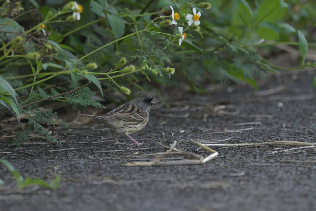 シベリアアオジ
シベリアアオジ♂
シベリアアオジ雄
西表島
フカンタ