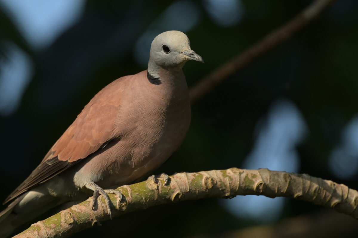 ベニバト
ベニバト♂
ベニバト雄
西表島
大浜農園