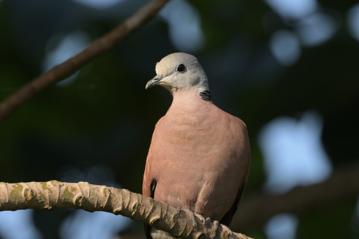 ベニバト
ベニバト♂
ベニバト雄
西表島
大浜農園