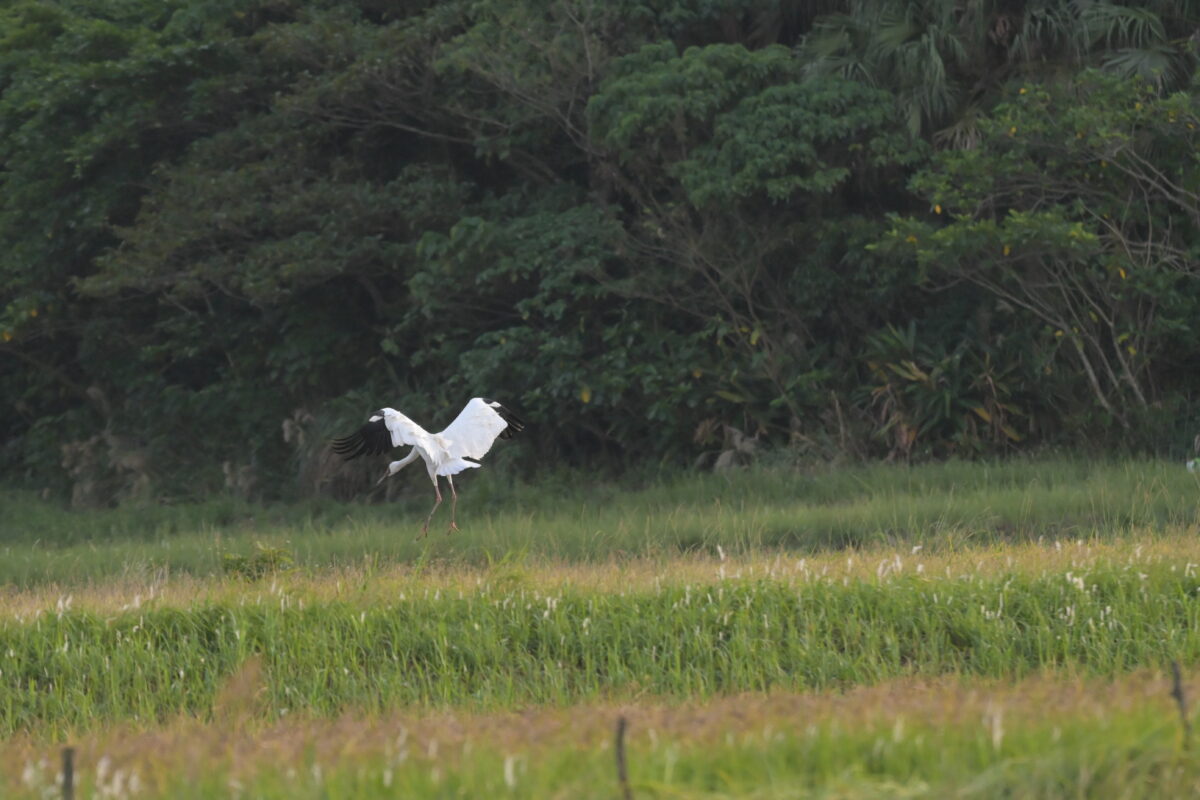 ソデグロヅル
西表島
ミダラの田んぼ