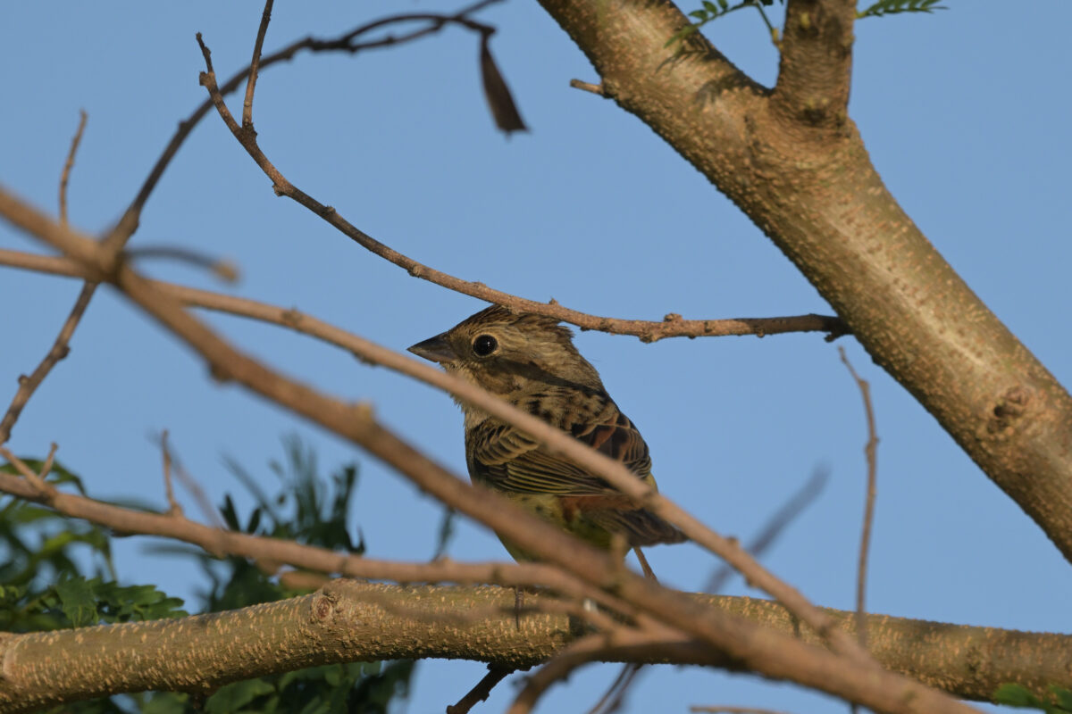 シマノジコ
シマノジコ雌
シマノジコ♀
西表島
ミダラの田んぼ