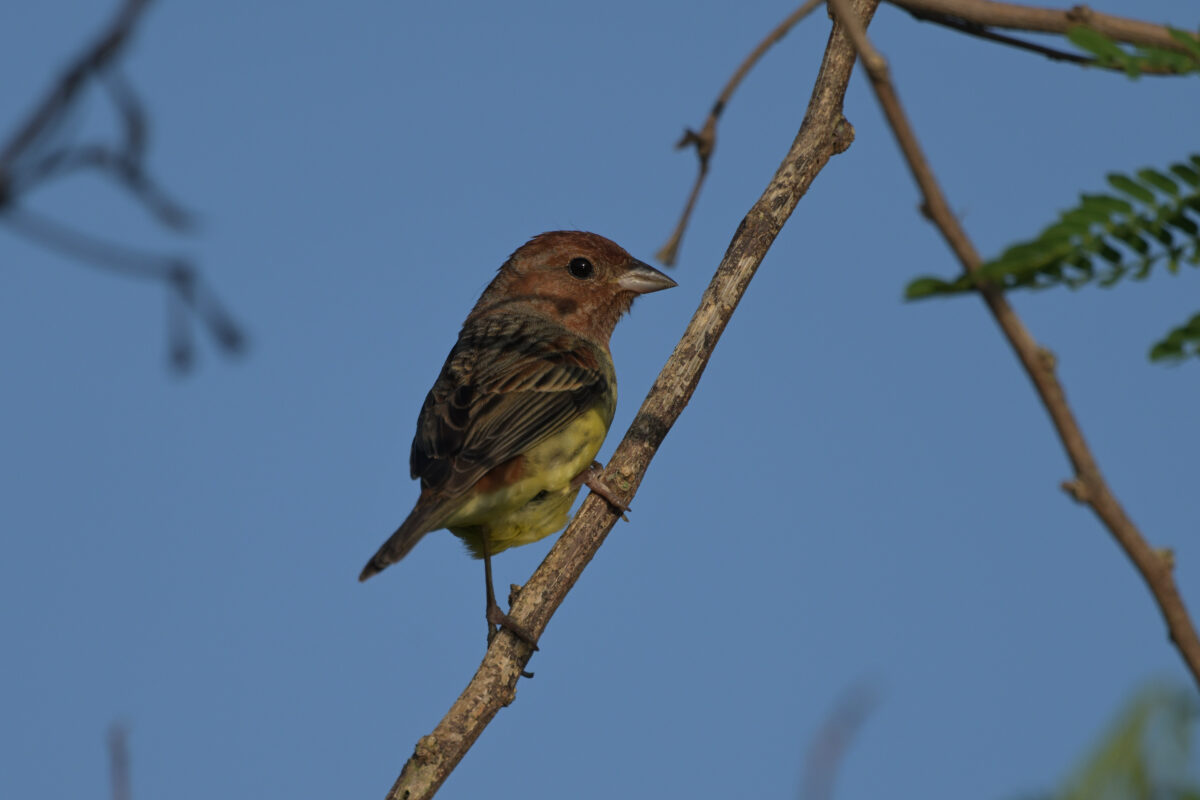 シマノジコ
シマノジコ♂
シマノジコ雄
西表島
ミダラの田んぼ